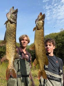 Northern Pike