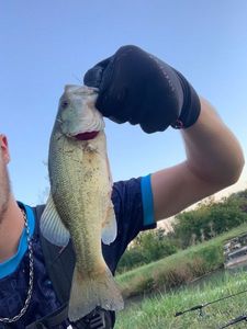 Largemouth Bass