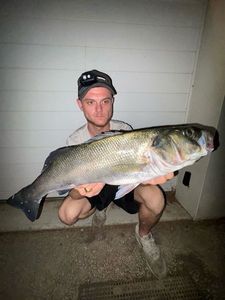 European Bass (Seabass)