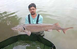 Sturgeon