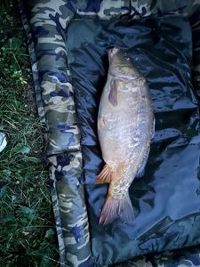 Mirror Carp