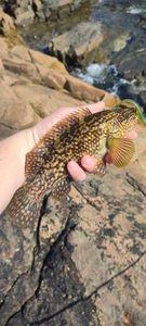 Ballan Wrasse