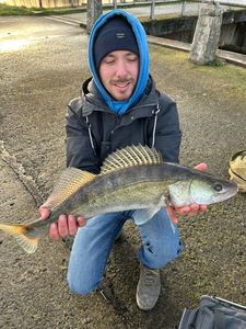 Zander