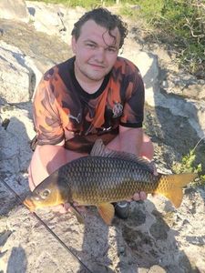 Common Carp