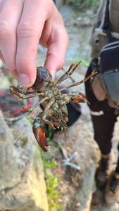 American Signal Crayfish
