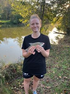 Common Bream