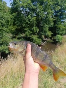European Perch