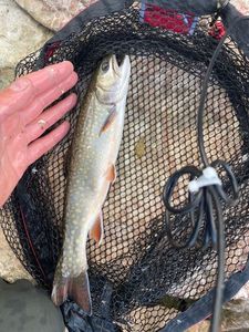 Brook Trout