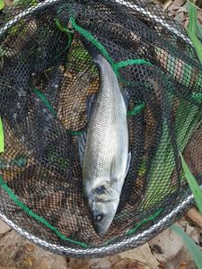 European Bass (Seabass)