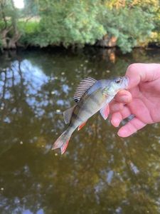 European Perch