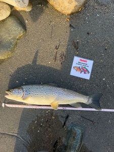 Brown Trout