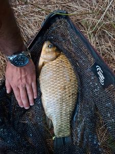 Crucian Carp