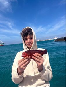 Bluespotted seabass