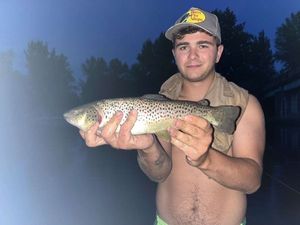 Brown Trout