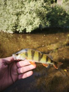 European Perch