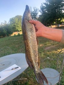 Northern Pike