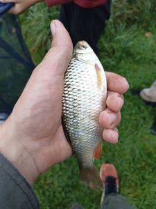 Common Bream