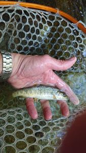 Brown Trout