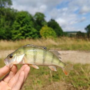 European Perch
