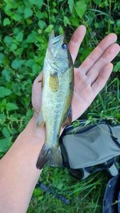 Smallmouth Bass