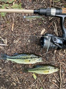 Largemouth Bass
