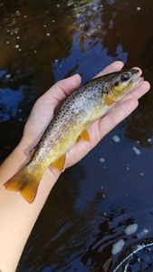 Brown Trout