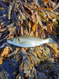 European Bass (Seabass)