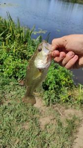Smallmouth Bass