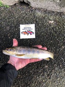 Brown Trout