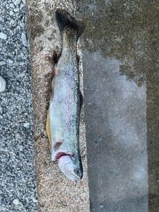 Cutthroat Trout