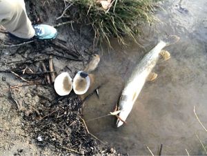 Northern Pike
