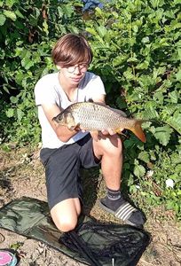 Common Carp
