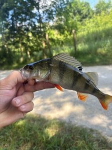 European Perch