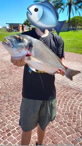 Gilthead Seabream