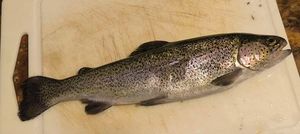 Rainbow Trout