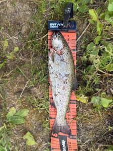 Rainbow Trout
