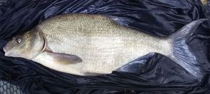 Common Bream