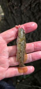 Round Goby
