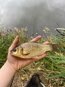 Crucian Carp