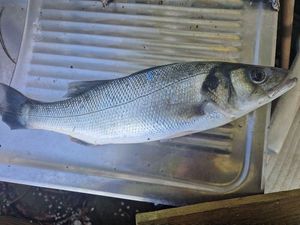 European Bass (Seabass)