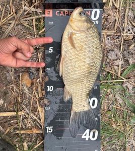 Crucian Carp