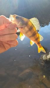 European Perch