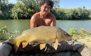 Common Carp