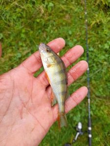 European Perch