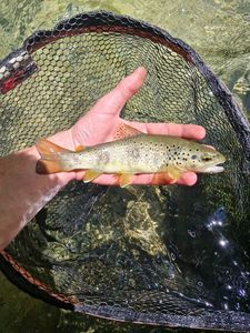 Brown Trout