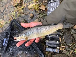 Brown Trout