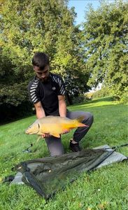 Mirror Carp