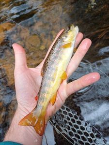 Brown Trout