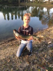 Northern Pike