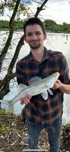 Zander